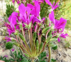 Pelargonium incrassatum
