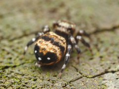 Thorelliola ensifera