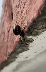 Steatoda grossa