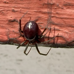 Steatoda grossa