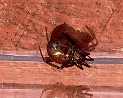 Steatoda grossa