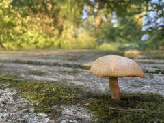 Pseudoboletus parasiticus