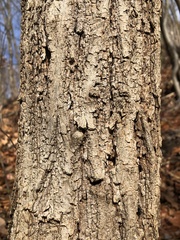 Robinia pseudoacacia