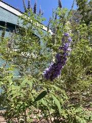 Vitex agnus-castus