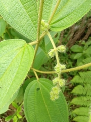 Miconia crenata