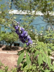 Vitex agnus-castus