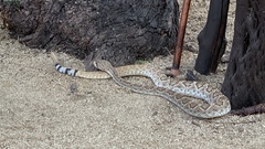 Crotalus ruber