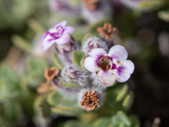 Clinopodium darwinii