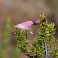 Prostanthera florifera