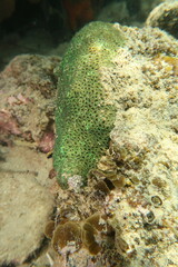 Plesiastrea versipora
