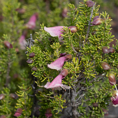 Prostanthera florifera