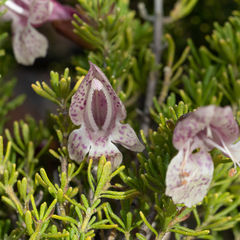 Prostanthera florifera