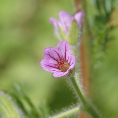 Erodium geoides