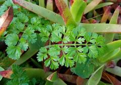 Daucus carota halophilus