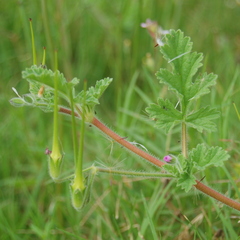 Erodium geoides