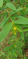 Wikstroemia indica