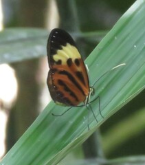 Heliconius numata