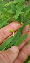 Wikstroemia indica