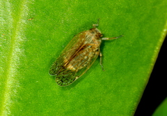 Cixiinae