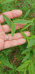 Wikstroemia indica