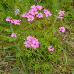 Oxalis bipartita