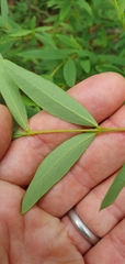 Wikstroemia indica