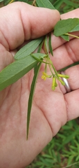 Wikstroemia indica