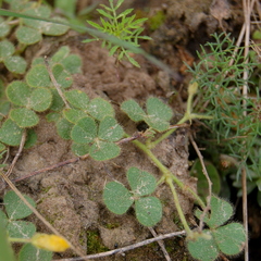 Oxalis eriocarpa