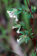 Pimelea