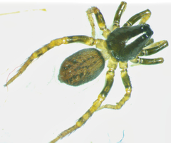 Allocosa funerea