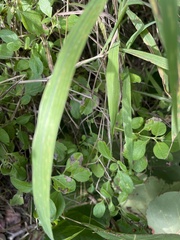 Paspalum conjugatum
