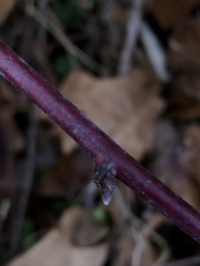Rubus occidentalis