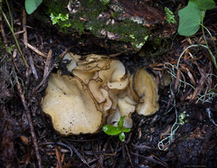 Humaria hemisphaerica