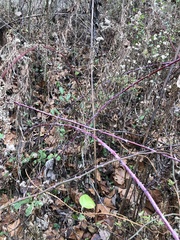 Rubus occidentalis