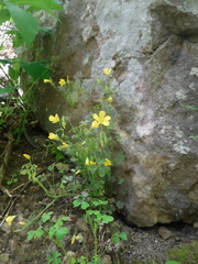 Oxalis colorea