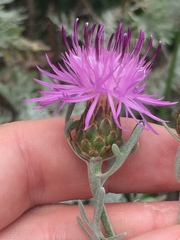 Centaurea cineraria