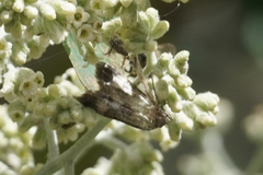 Pyraloidea