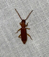 Smodicum cucujiforme