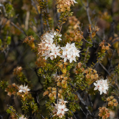 Calytrix involucrata