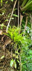Guzmania