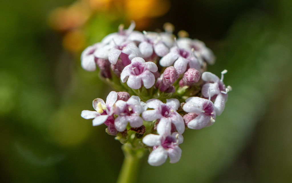 Valeriana