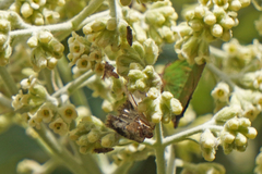 Pyraloidea