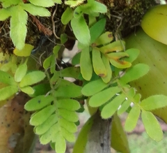 Pleopeltis polypodioides