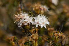 Calytrix involucrata