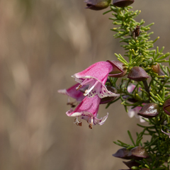 Prostanthera florifera