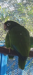 Amazona vittata