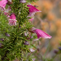 Prostanthera florifera