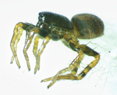Allocosa funerea