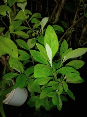 Salix cinerea