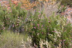 Prostanthera florifera